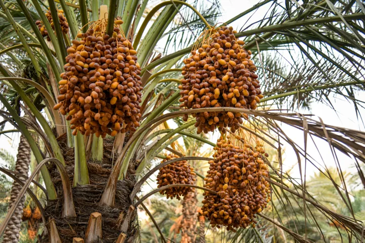 خرمای رویدر در مسیر بازار افغانستان