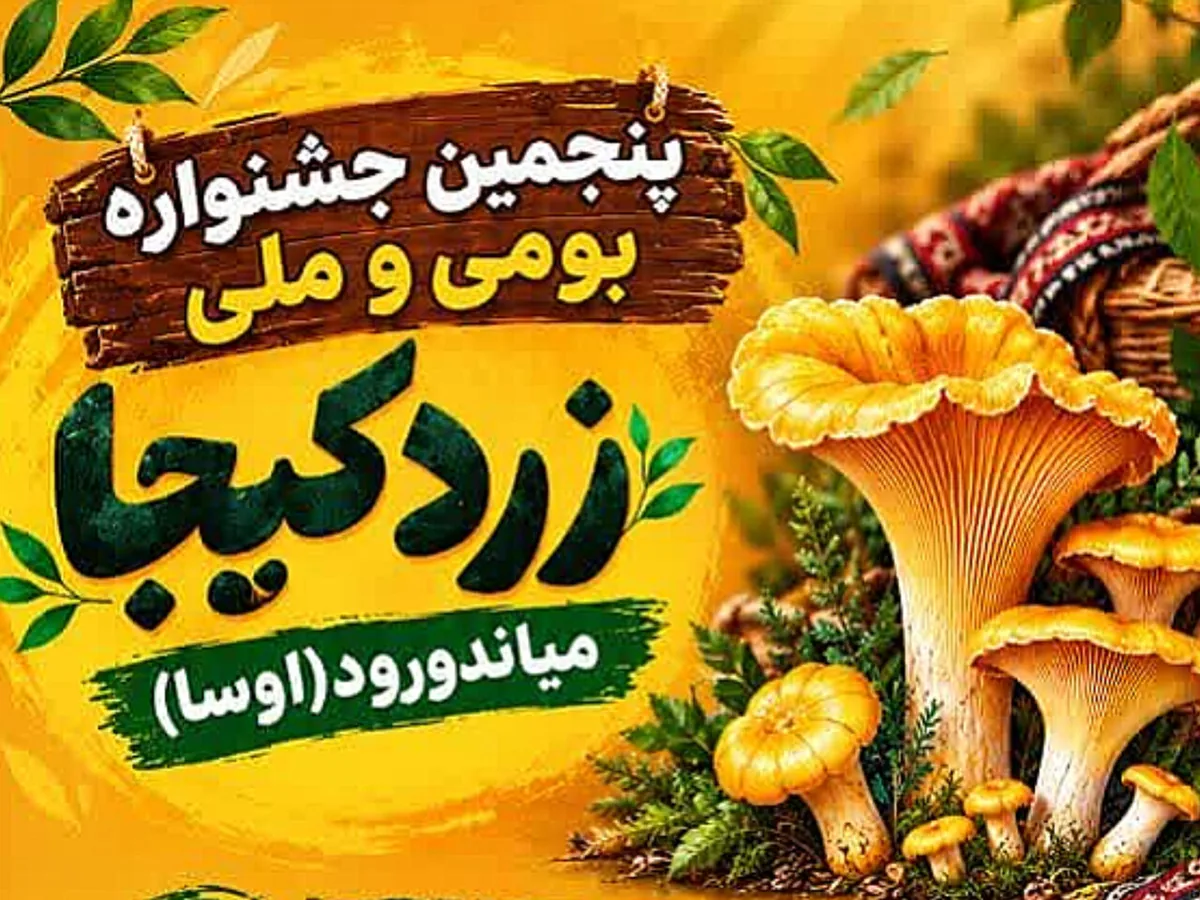 پنجمین جشنواره زردکیجا در میاندورود برگزار میشود