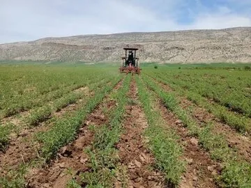 راهاندازی ۱۷۰ مزرعه الگویی در خوزستان با هدف افزایش بهرهوری کشاورزی
