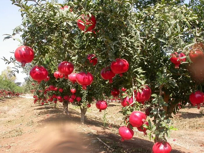 کاهش ۲۰ درصدی تولید انار خراسان جنوبی در پی تداوم خشکسالی و تنش آبی