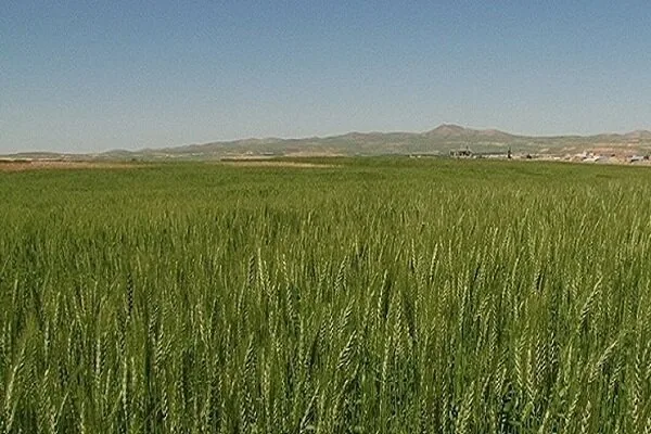 نوری: بهرهبرداری حداکثری از اراضی دیم، اولویت امنیت غذایی است