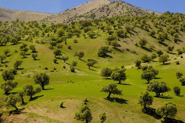 بلوط‌های باستانی ایلام؛ گنجینه‌ای که زیر بار هجوم انسان می‌شکند