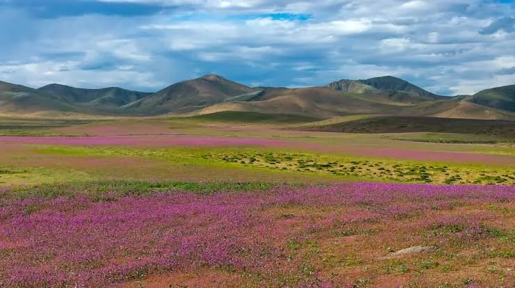 اسرار شکوفایی گلهای رنگارنگ در یکی از خشکترین بیابانهای جهان!