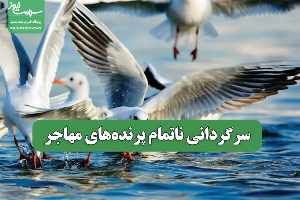 سرگردانی ناتمام پرندههای مهاجر