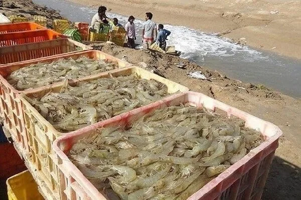 ثروت پنهان خلیج فارس در سفره تولید؛ توسعه آبزی‌پروری در استان بوشهر