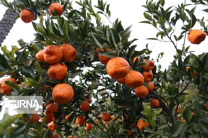 برداشت زودهنگام پرتقال تیر خلاص بر اعتبار نشان مرکبات مازندران