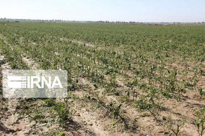 بارش سیل‌آسای دره‌شهر آزمون تازه‌ برای کشاورزی ایلام