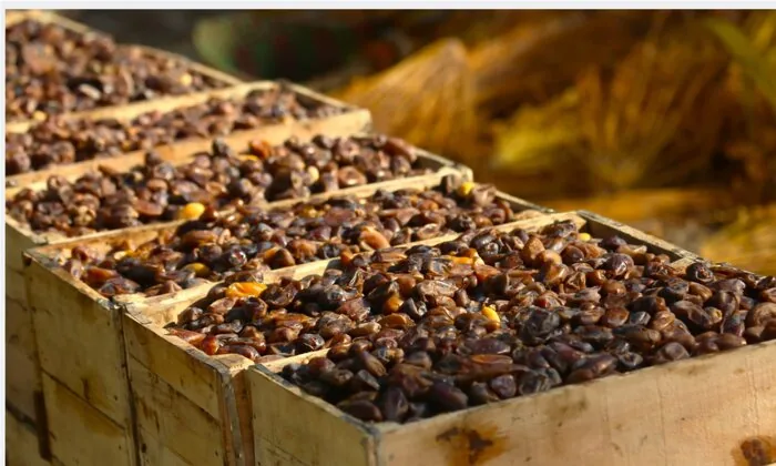 خرما؛ سرمایه اقتصادی و مزیت راهبردی هرمزگان