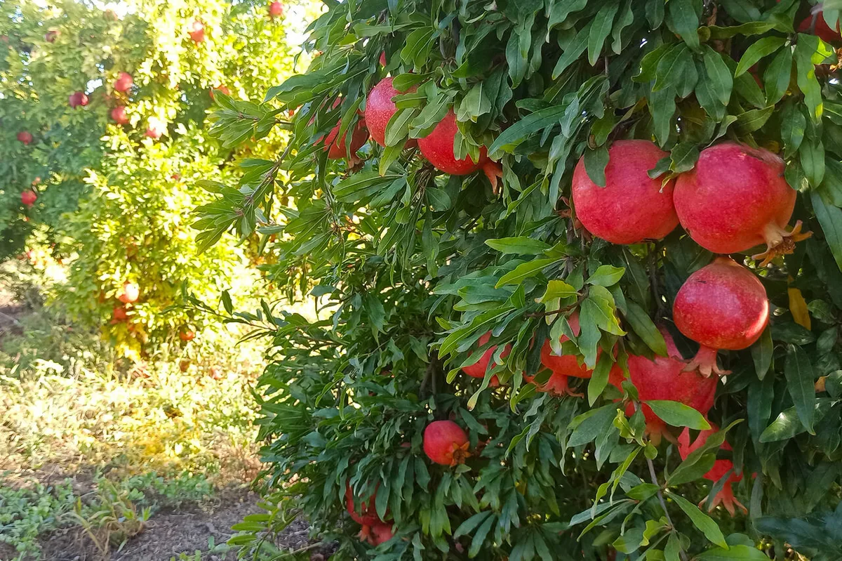 پیشبینی برداشت پنج هزار تُن یاقوت سرخ از انارستانهای ایلام