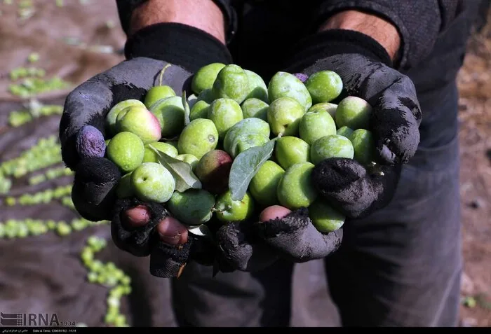 رفع بیکاری در روستای هزاررود طارم با احداث باغ زیتون