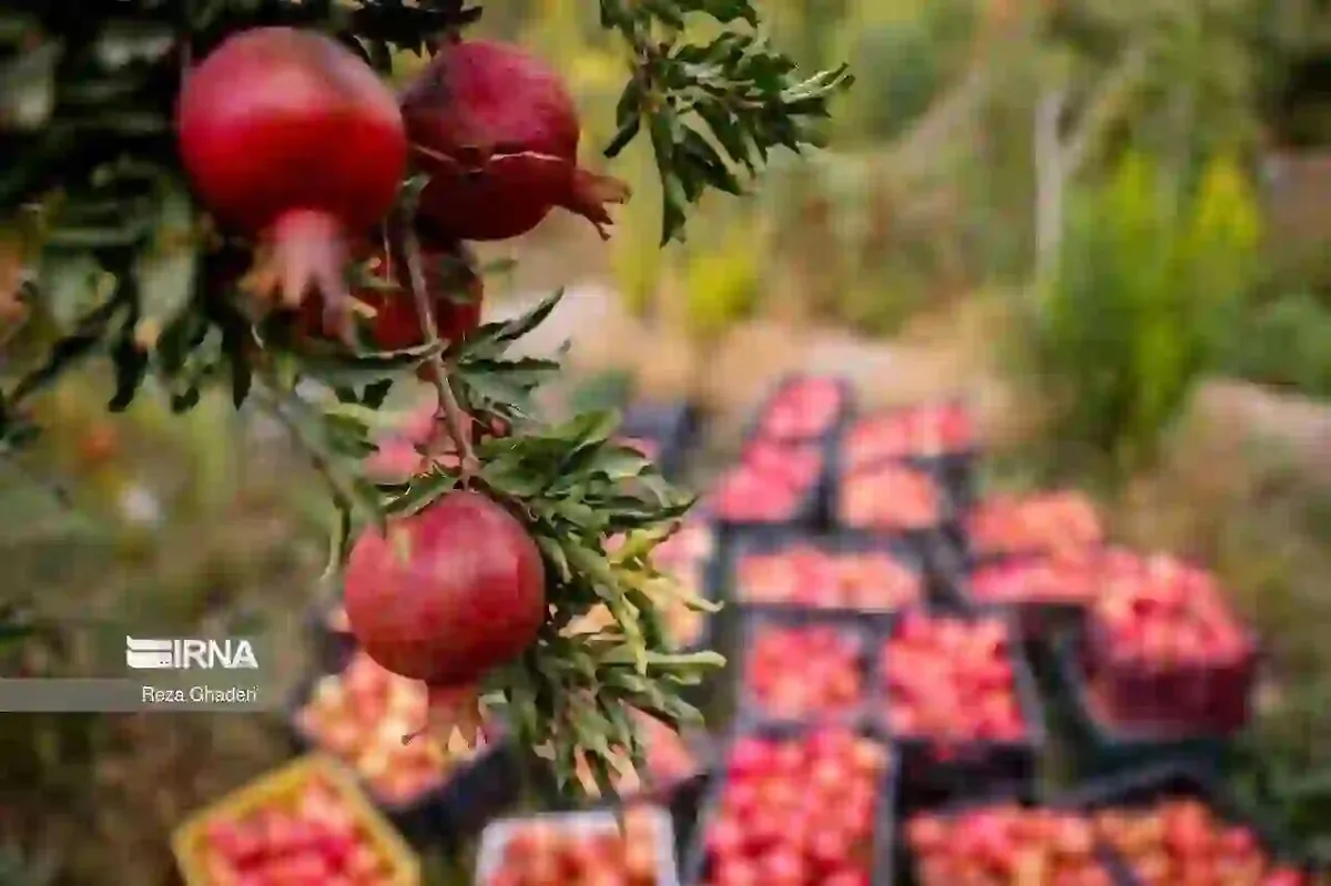 رقص سرخ بر شاخه های سبز