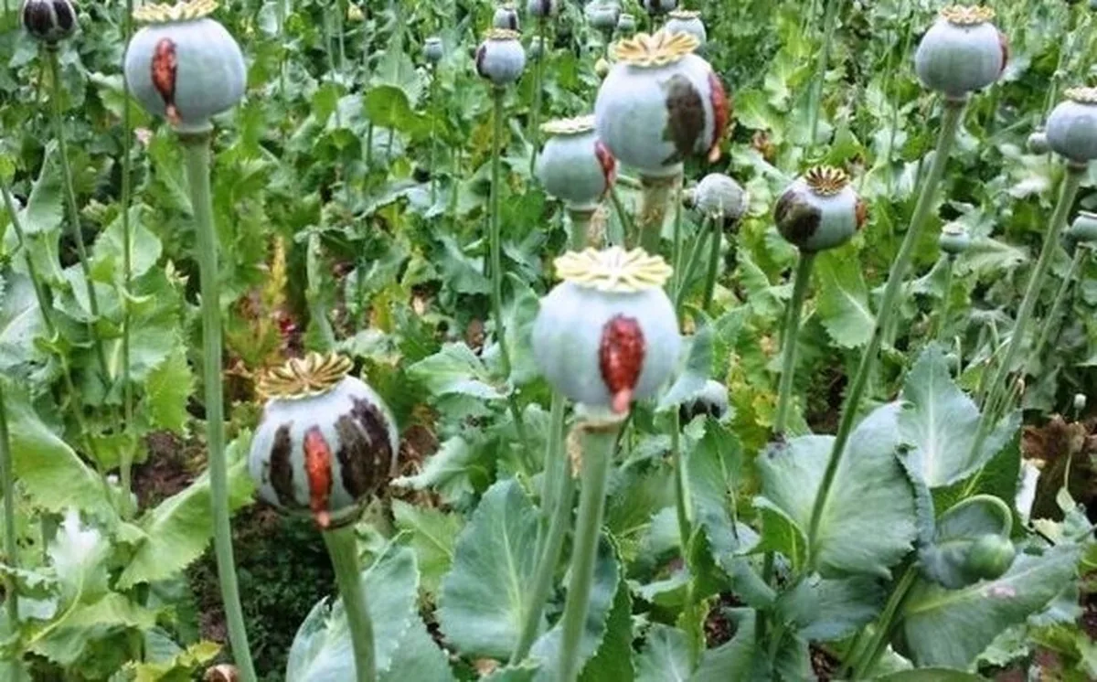 آزاد شدن کشت خشخاش در ایران/ ستاد مبارزه با مواد مخدر پاسخ داد