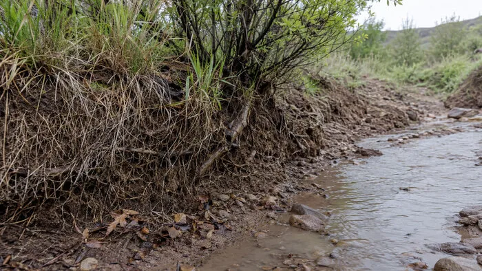 جنگل بلوط ایلام تاب‌آوری دوباره می‌خواهد