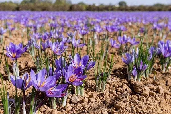 فرصت طلایی در دشت های کرمان؛ زعفران کشاورزی را نجات می دهد