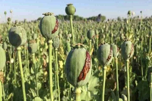 افزایش تولید مواد مخدر در افغانستان؛ چالش کشاورزان بدون معیشت جایگزین