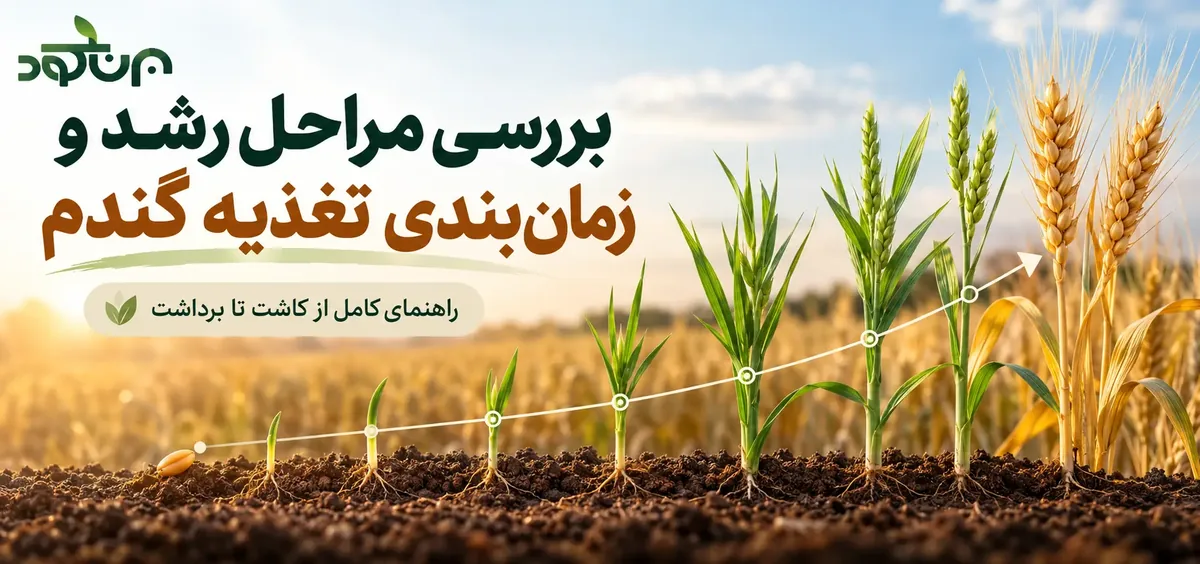 از برنامه تغذیه گندم تا شناخت کود فروت‌ست