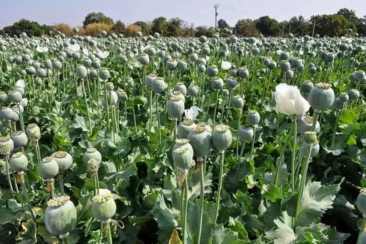 جمالیان، عضو کمیسیون بهداشت مجلس: کشت غیر مجاز خشخاش از ۹ هزار به ۴۲ هزار هکتار رسید/ حذف شربت اپیوم، بازار غیر قانونی خشخاش را تقویت کرده/ امروز به نوعی محوریت تأمین داروهای درمان اعتیاد از کلینیکها به عطاریها منتقل شده که بسیار خطرناک است