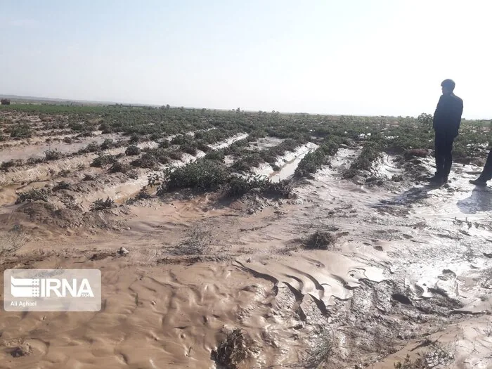 بارش سیل‌آسای دره‌شهر آزمون تازه‌ برای کشاورزی ایلام