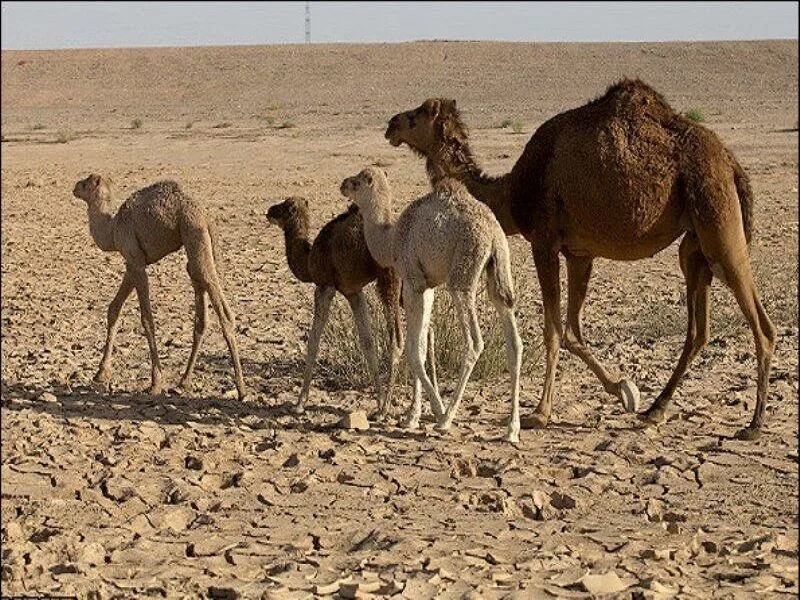 محیط زیست قزوین درباره چرای بیرویه شترها هشدار داد