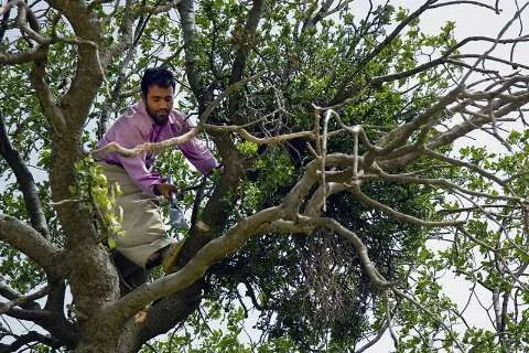 جنگل بلوط ایلام تاب‌آوری دوباره می‌خواهد
