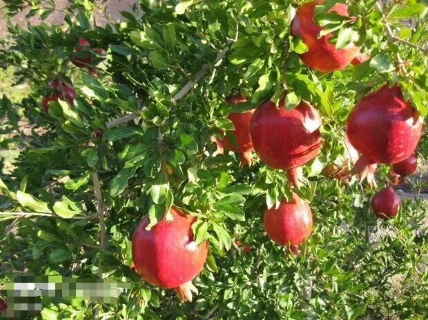 جشنواره انار ساوه؛ از هیاهوی غرفه‌ها تا هویت واقعی شهر یاقوت‌های سرخ