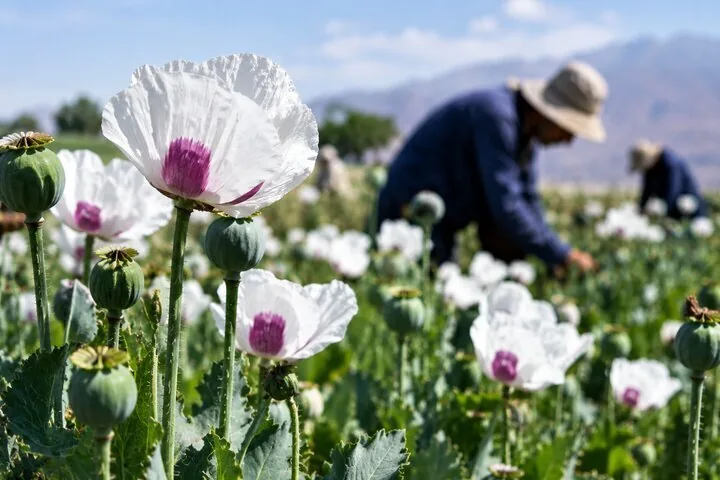 کشت مجدد شقایق الیفرا بعد از۲۰ سال در ایران/ گردش مالی دهها میلیارد دلاری بازار مواد مخدر