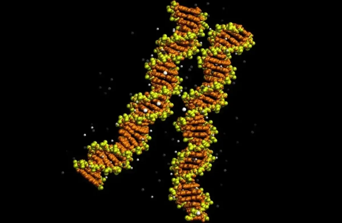 دانشمندان برای اولینبار اتصال زیپمانند 2 مولکول DNA را مشاهده کردند/ ویدئوژ