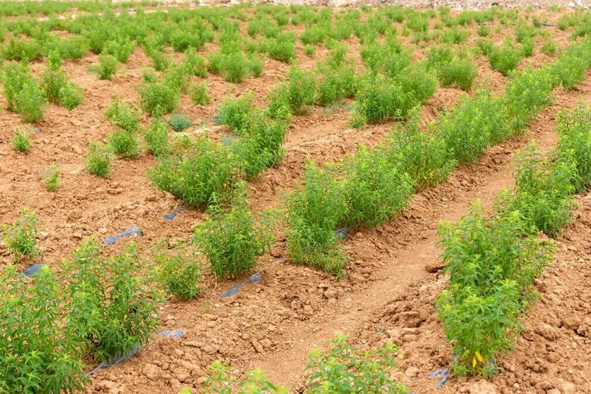 کشت کنترلشده شقایق الیفرا برای دارو/ کشت خشخاش در برنامه وجود دارد؟