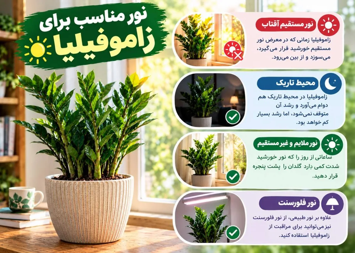 نور مناسب برای زاموفیلیا 