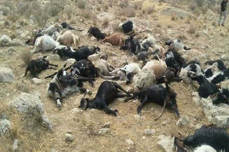 تلف شدن ۸۰ راس گوسفند بر اثر آتش سوزی در باغملک