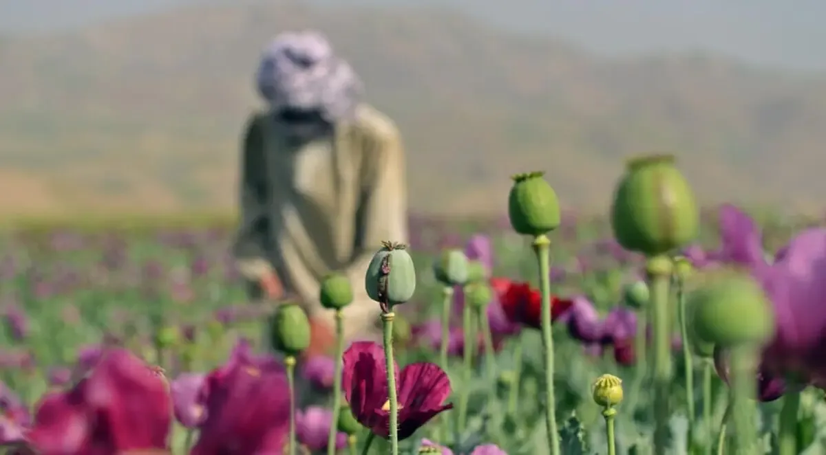 کشت خشخاش در افغانستان با وجود ممنوعیت دولت طالبان، به شدت افزایش یافته است