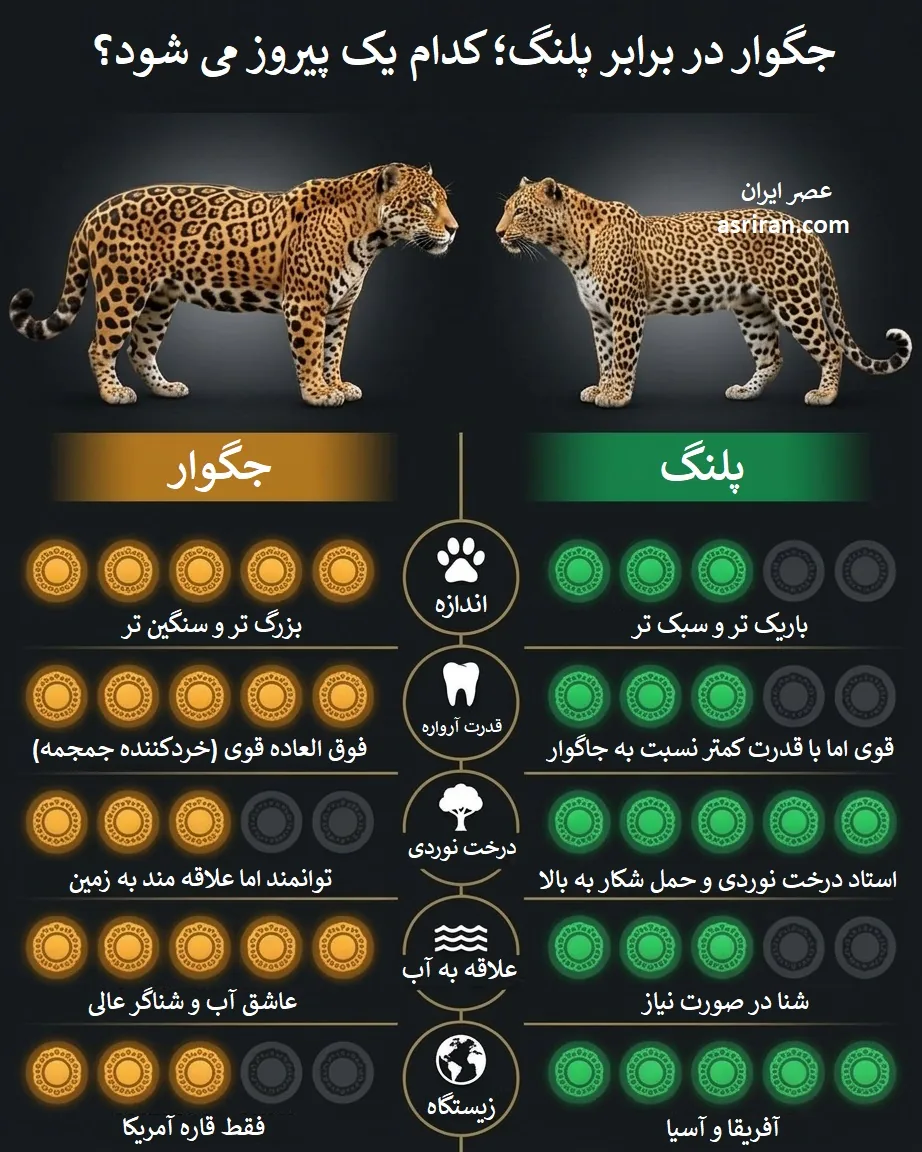 اینفوگرافیک مقایسه جگوار و پلنگ