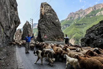 جاده چالوس فردا به مدت ۱۵ ساعت برای عبور احشام مسدود است