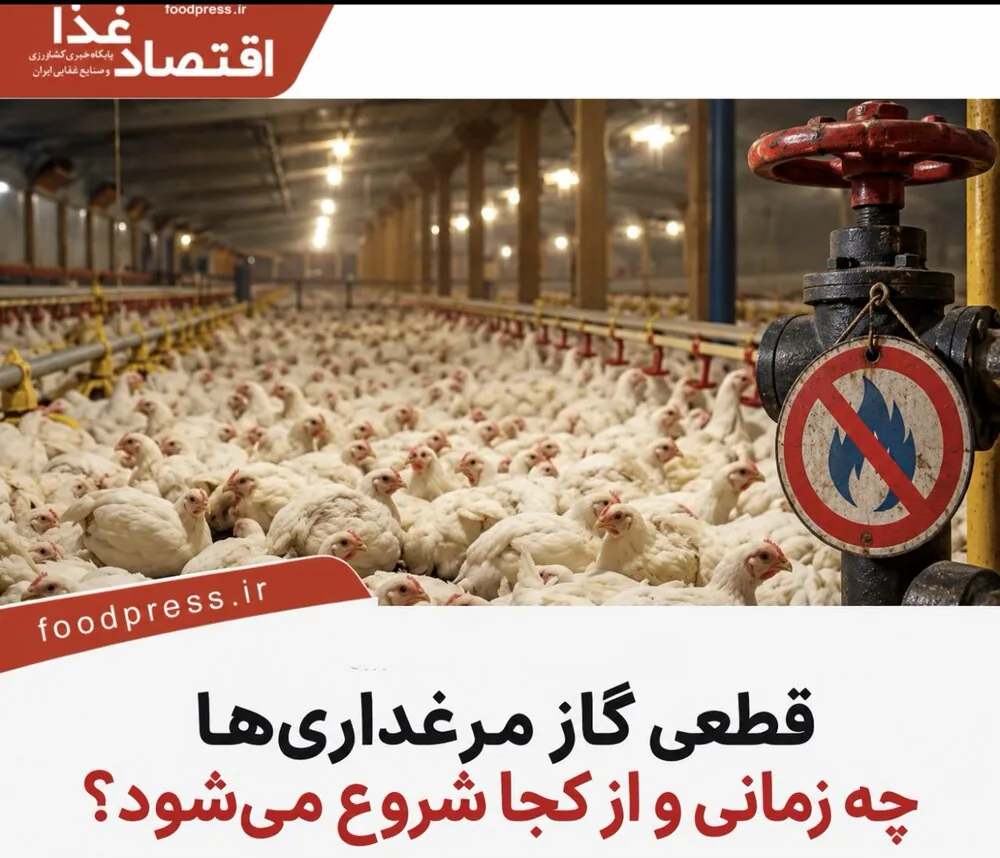 قطعی گاز مرغداریها چه زمانی و از کجا شروع میشود؟