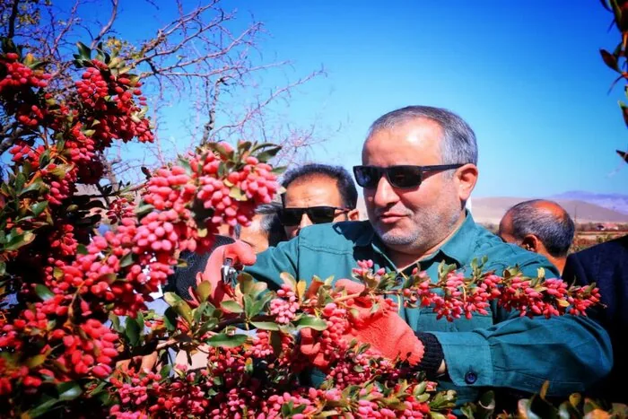 زرشک خراسان جنوبی در دوراهی تولید و بازار؛ گره فروش با حمایت‌های مالی باز می‌شود؟