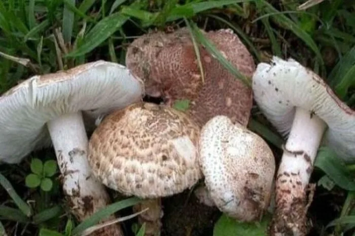 کلاهک‌های سمی را جدی بگیریم
