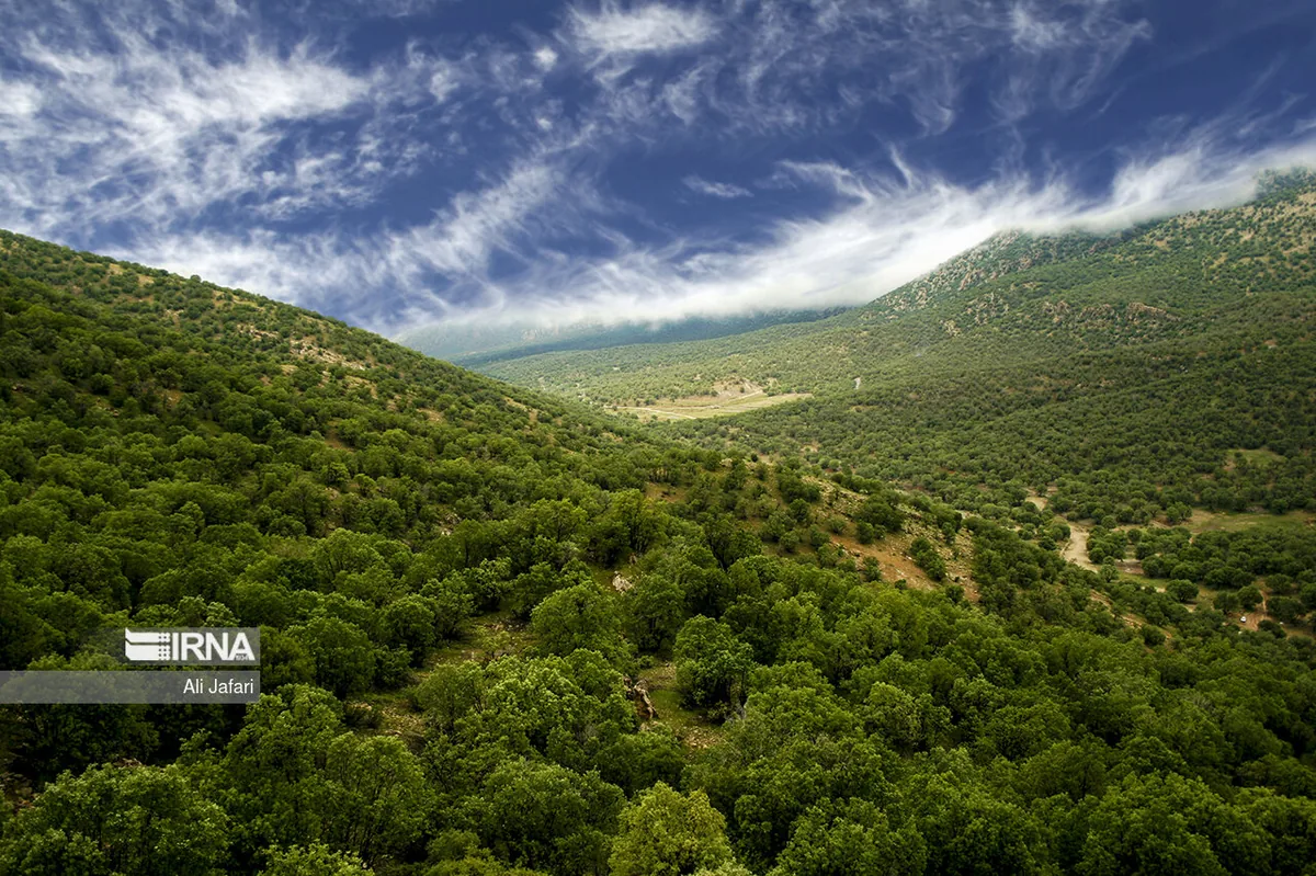 جنگل بلوط ایلام تابآوری دوباره میخواهد