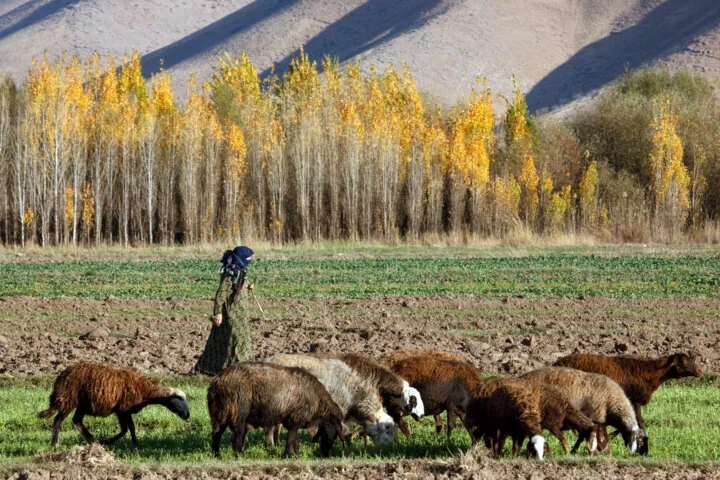 از تهدید قاچاق تا نوسازی ژنتیکی گله‌ها؛ نقشه راه جنوب کرمان برای صیانت از ۲ میلیون رأس دام