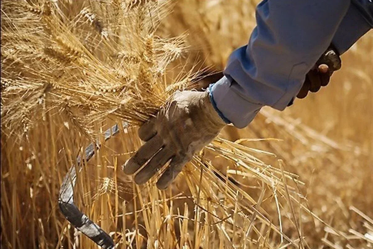 از افزایش تولید گندم در سال گذشته تا مطالبات ۳۰ همتی کشاورزان