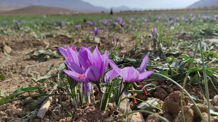 توسعه کشت زعفران در چهارمحال و بختیاری؛ گامی در مسیر کشاورزی کم‌آب‌بَر است
