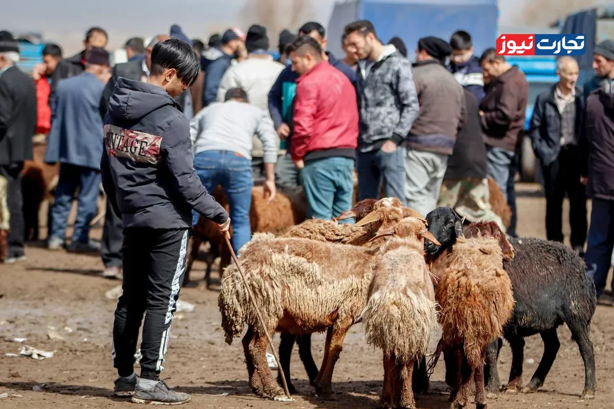 قیمت دام زنده امروز چهارشنبه ۲۹ مهر ۱۴۰۵ + جدول