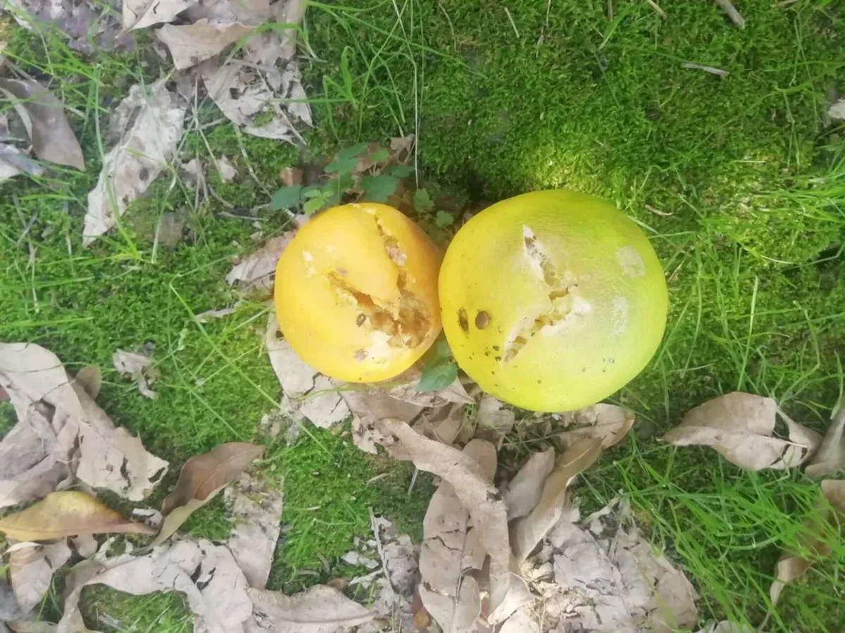 گلایه باغداران دهستان بالاتجن قائمشهر از آفت زدگی مرکبات + عکس