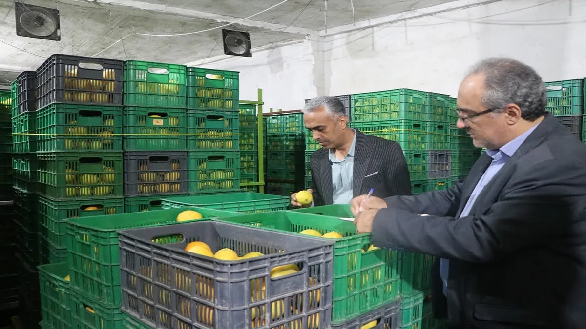 برگزاری مانور پایش سورتینگ مرکبات و نظارت بر رعایت استانداردها در مازندران