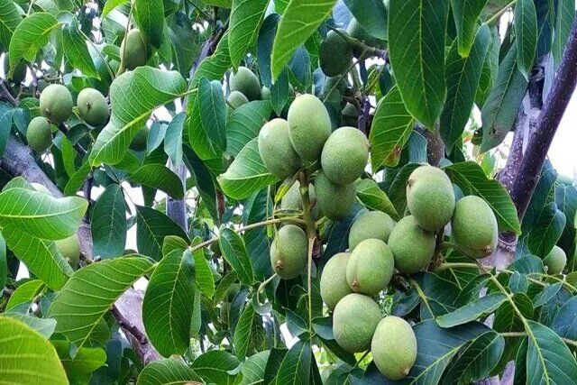 جهاد کشاورزی انگوت در هزینه اصلاح باغات گردو مشارکت میکند