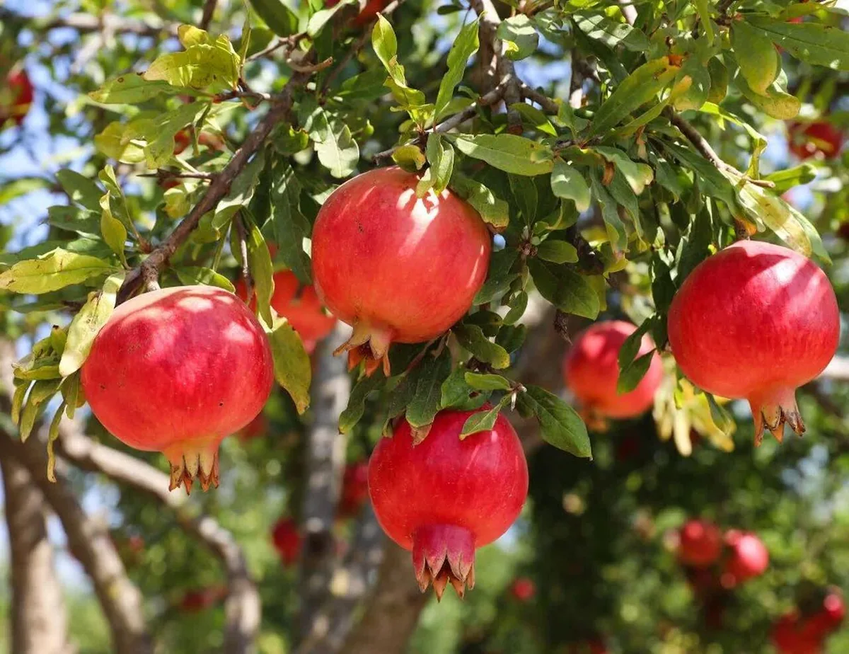 دورک اناری؛ قطب سرخترین میوه در چهارمحالوبختیاری