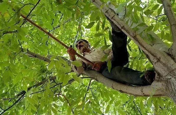 مرگ بر اثر سقوط از درخت گردو
