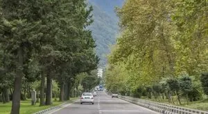 پوشش گیاهی باغ‌بلوار تاریخی معلم رامسر، میراثی آسیب‌پذیر و نیازمند حفاظت تخصصی