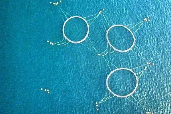 ثروت پنهان خلیج فارس در سفره تولید؛ توسعه آبزیپروری در استان بوشهر