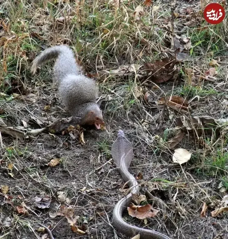 mongoose-and-snake-fight_11zon