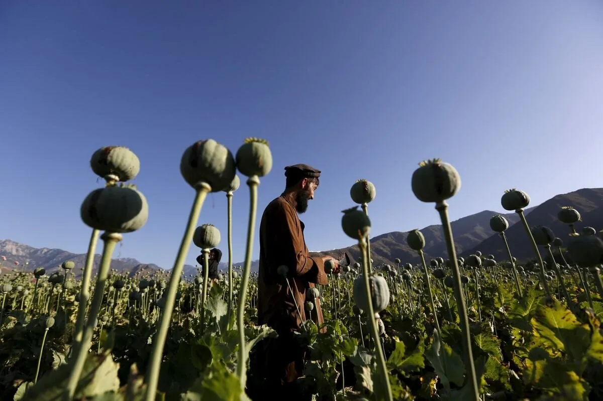 کشت خشخاش همچنان ممنوع است و با آن برخورد جدی میشود